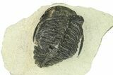 Bargain, Hollardops Trilobite Fossil - Ofaten, Morocco #287466-2